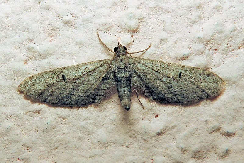 Eupithecia unedonata MABILLE, 1868